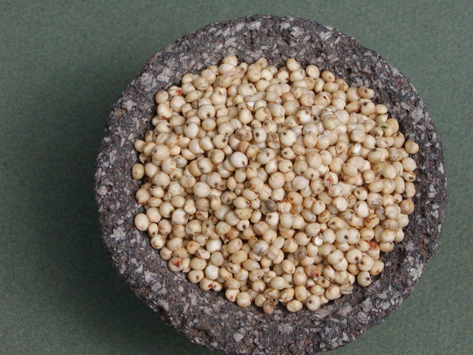 TARAHUMARA WHITE POPPING SORGHUM 600+ SEEDS FOR PLANTING/GROWING, High Protein