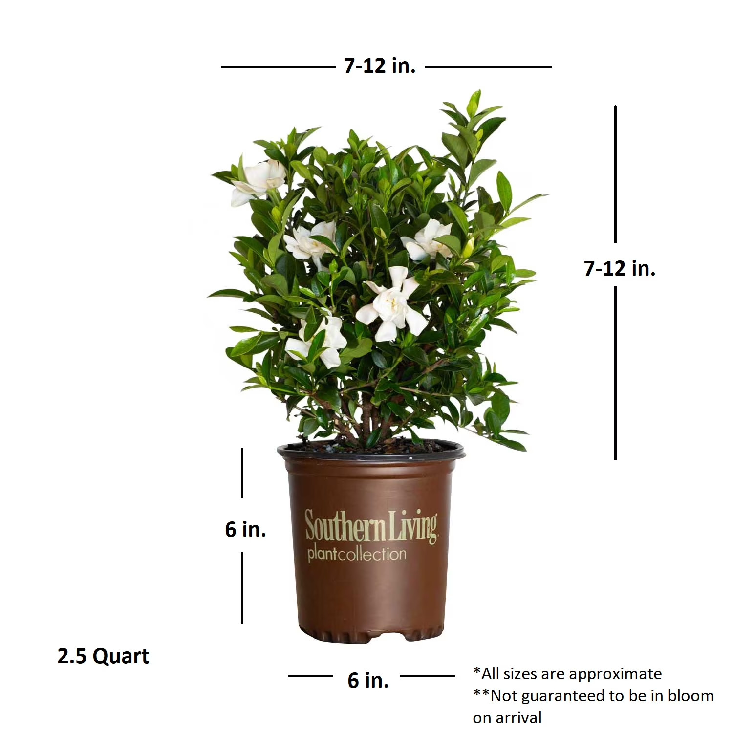 Jubilation Gardenia Live Shrub in 2.5-Quart Grower Pot
