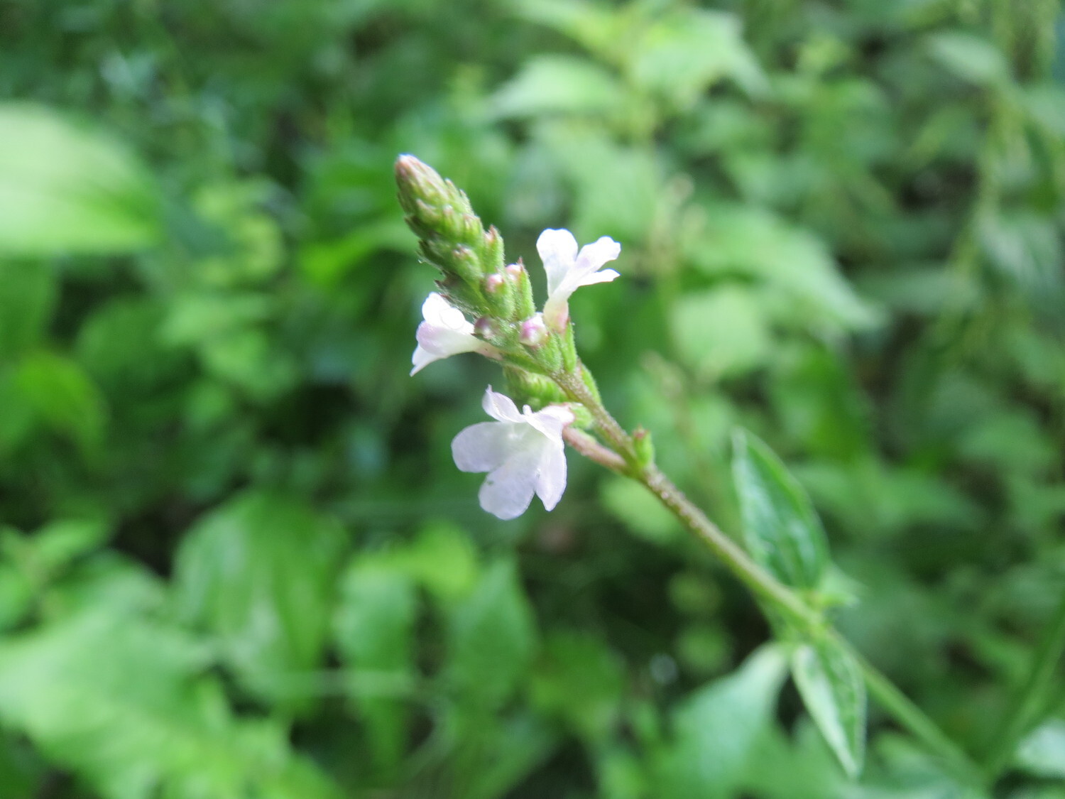 100 True Vervain Seeds – Verbena officinalis – Medicinal Herb and Lovely Flower!