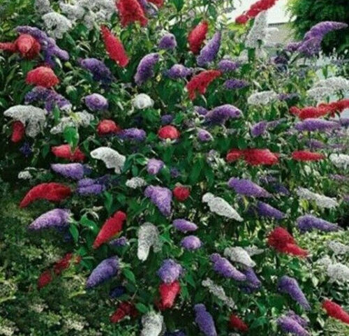 STUNNING BUTTERFLY BUSH MIXED COLORS, 300 SEEDS, BUDDLEIA DAVIDII
