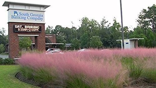 Muhly Grass | 3 Large Gallon Size Plants | Muhlenbergia capillaris | Ornamental