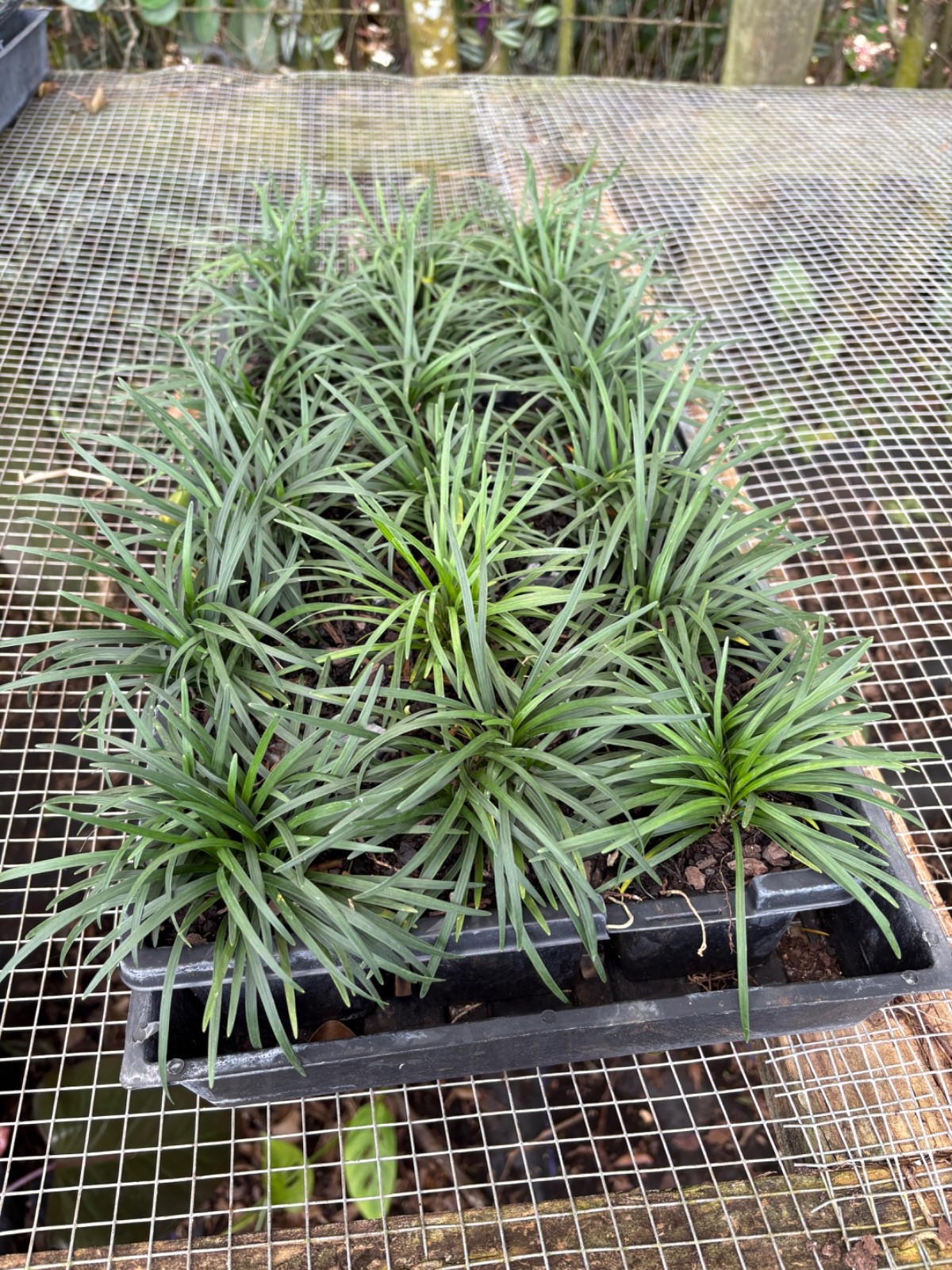 dwarf mondo grass 18pc