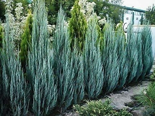 Juniper Blue Arrow | 1 Gallon | Juniperus scopulorum | Low Maintenance Tree