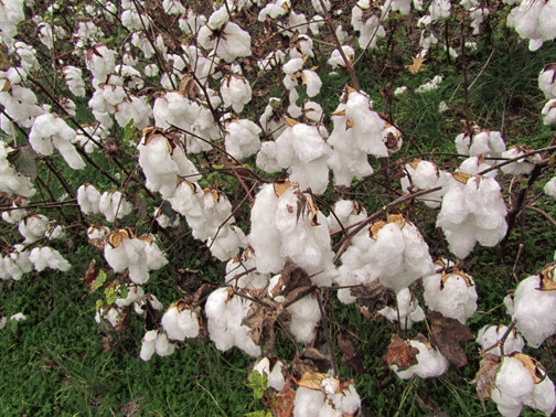 Gossypium hirsutum UPLAND COTTON SEEDS!