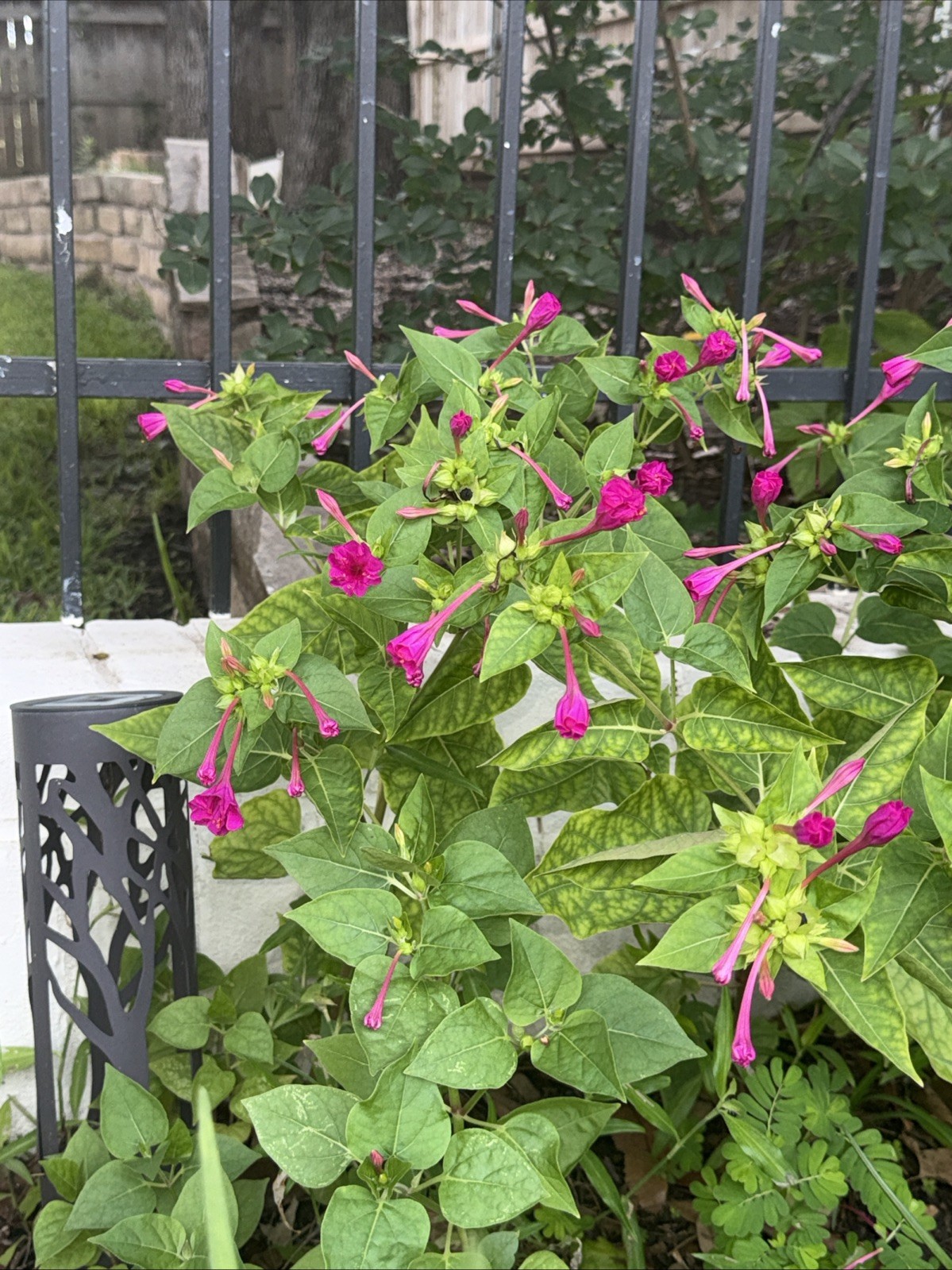 Four O’Clock HUMMINGBIRD PINK FUCHSIA Mirabilis Jalapa 25 Seeds!