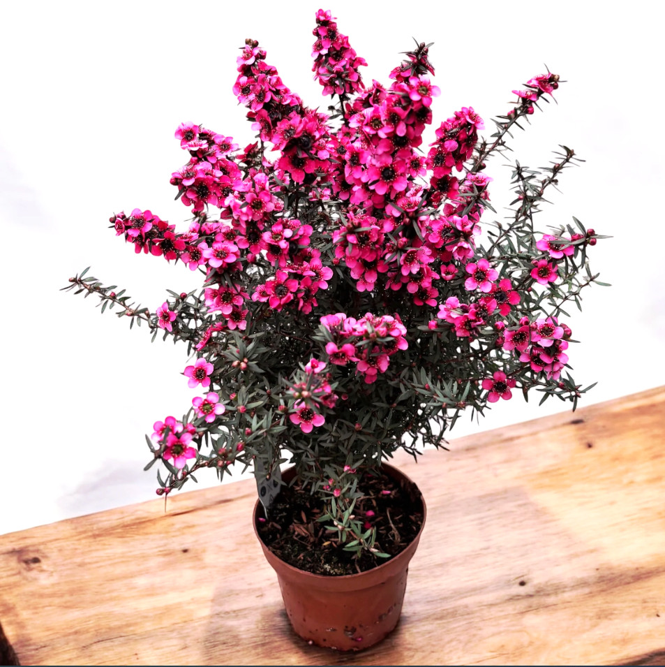 New Zealand Tea Manuka Live Starter Plant Manuka Tea Tree, 4-6″Tall, Ship No Pot