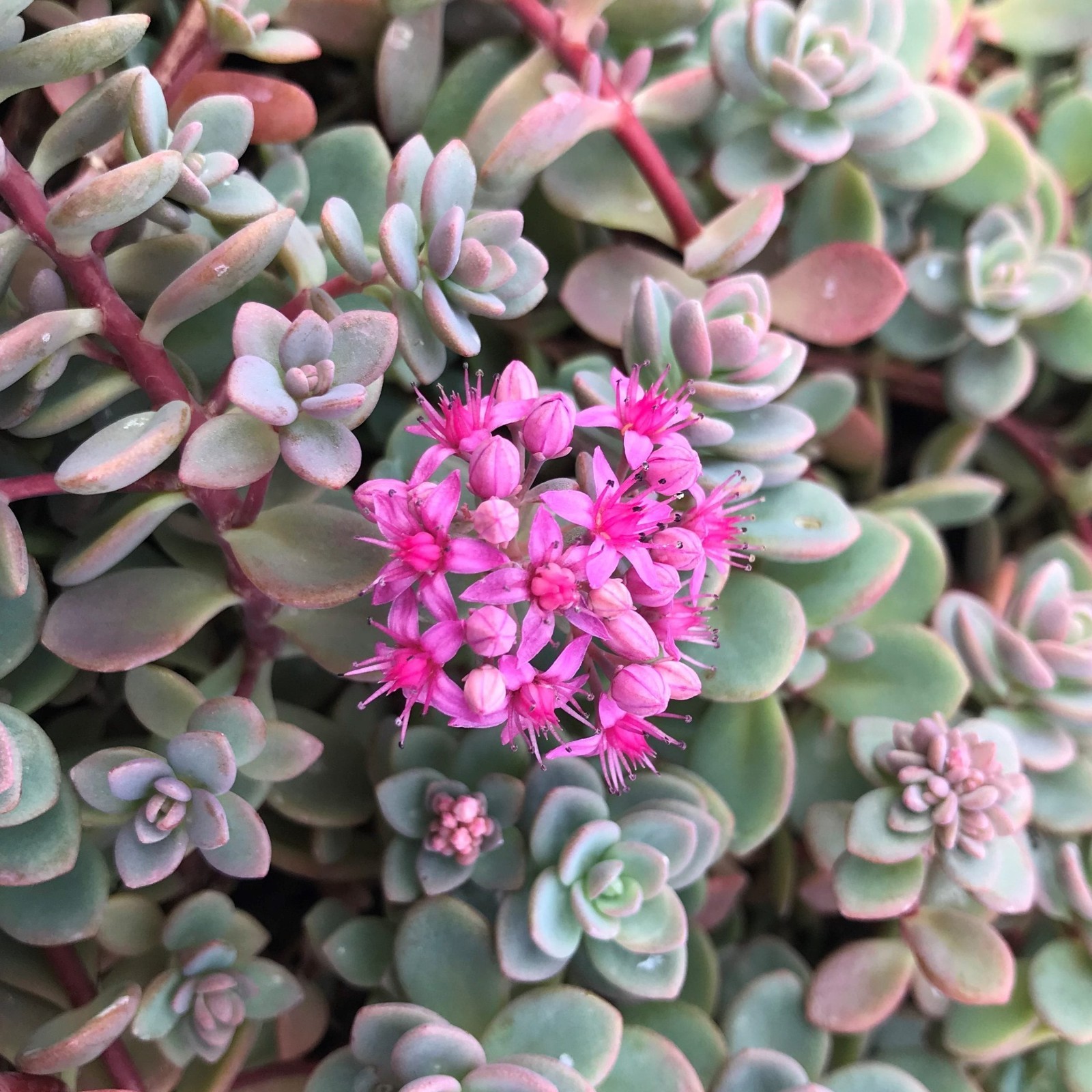 sedum ISLE OF SAKHALIN succulent perennial 2″ pot = 1 Potted Garden Plant