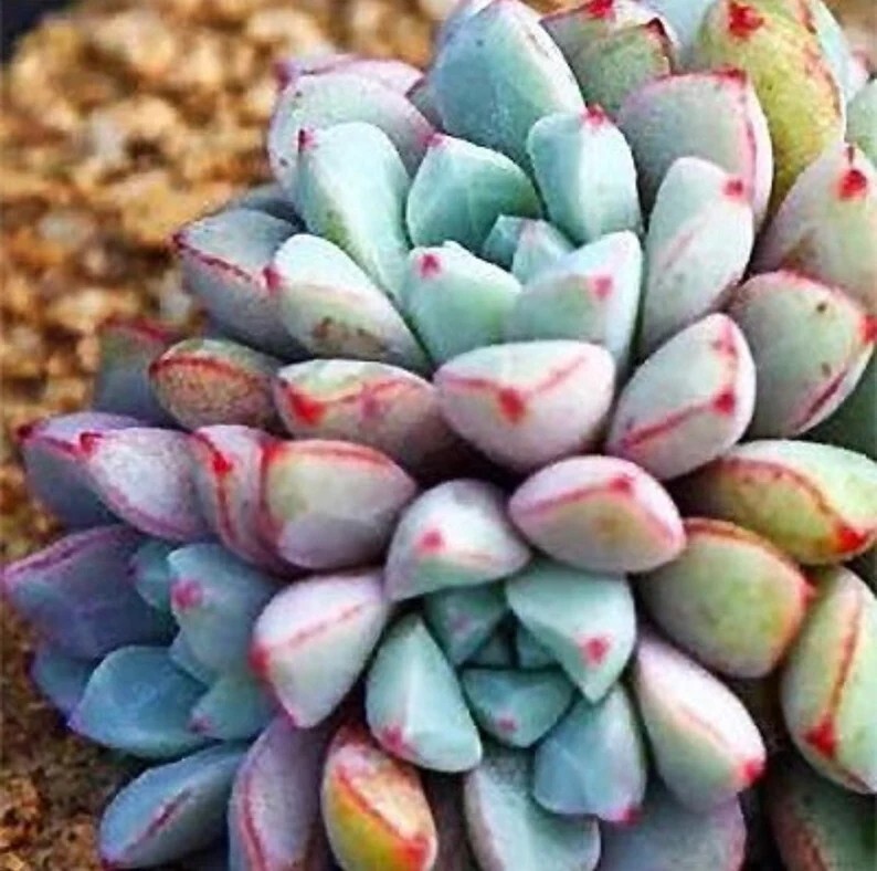 Blue Succulents Witchford Lithops Seeds, Cactus Seeds, 100pcs/pack
