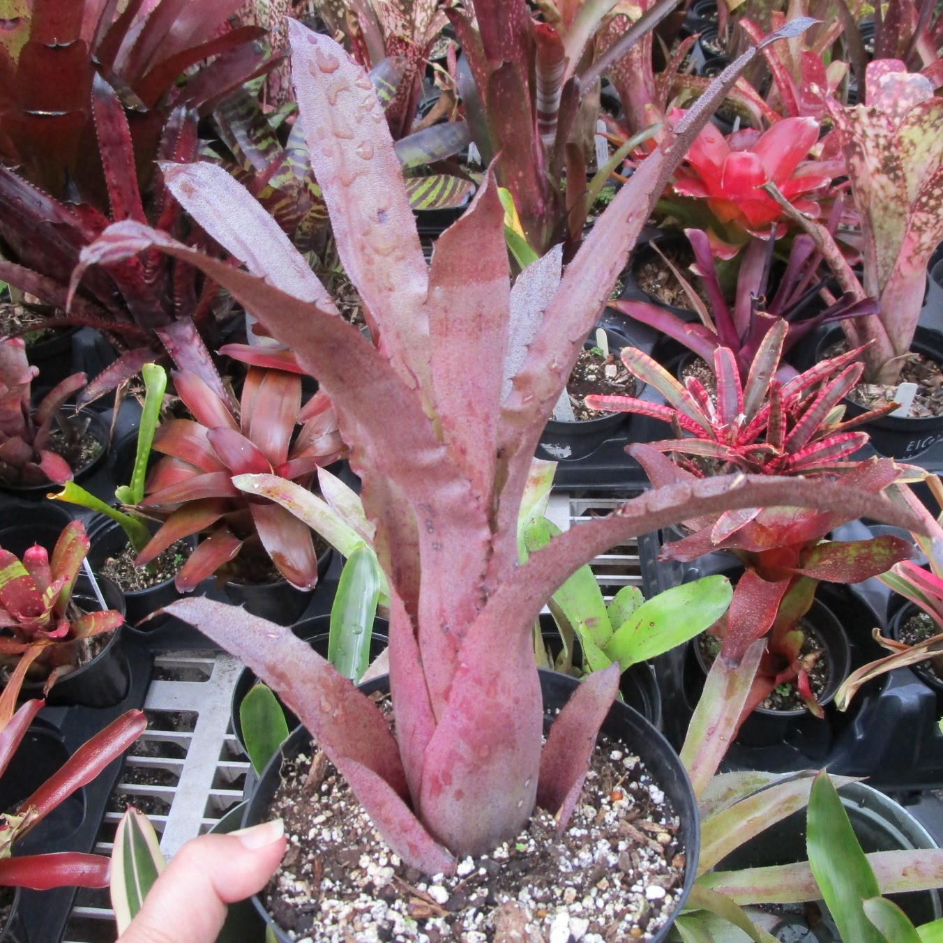 BUY 4 SAVE 15% BROMELIAD Hohenbergia ‘PENNAE X LEMEI Pink Clone’ 2ND for Sale