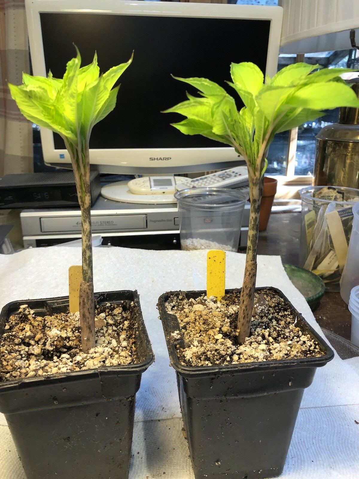 AMORPHOPHALLUS KONJAC ‘Gordon’s Gold’ 1 Dormant Bulb, (Voodoo Lily) Arisaema