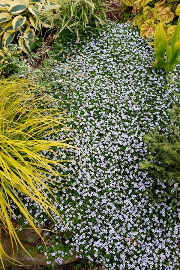 Laurentia Blue Star Creeper 15 Plants in 3-1/2 inch Pots