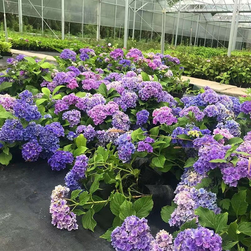 20 SEEDS for Blue Violet Pink HYDRANGEA RARE flower exotic bush plant USA Seller