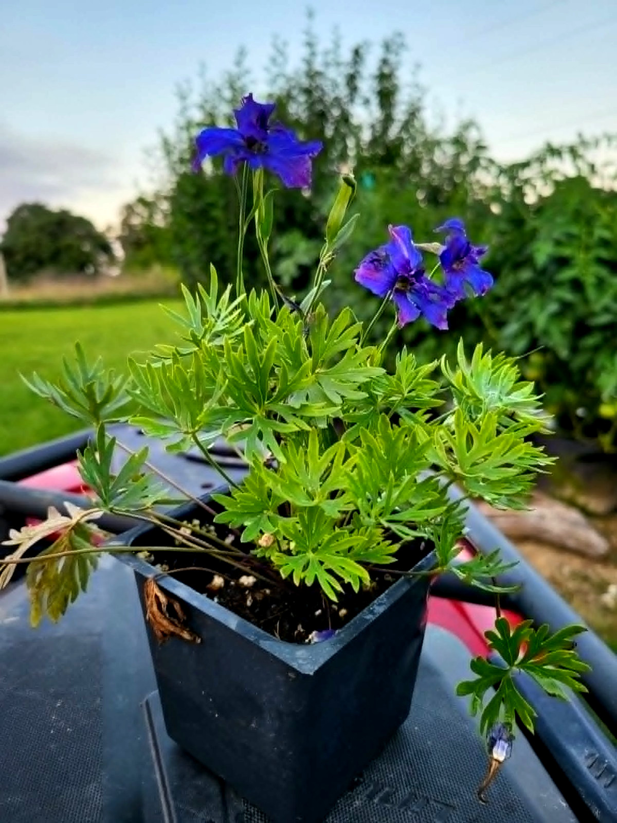 Blue Delphinium Grandiflorum “Blue Pygmy”, Live Plant 3 1/2 in Pot.