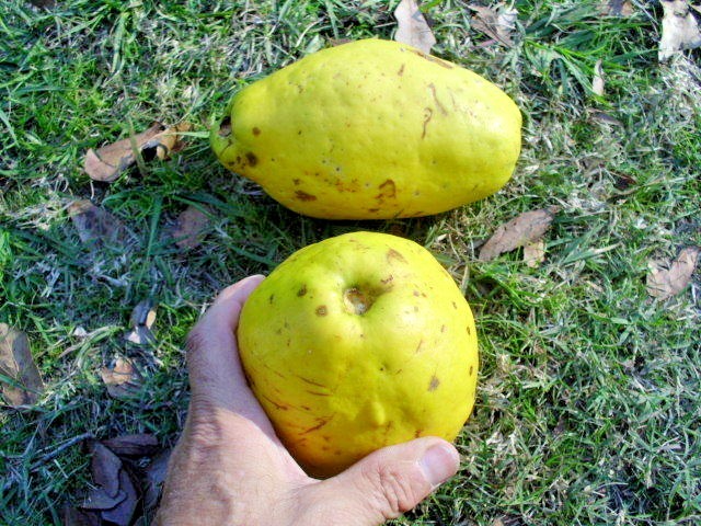 15 CHINESE QUINCE SEEDS – Pseudocydonia sinensis