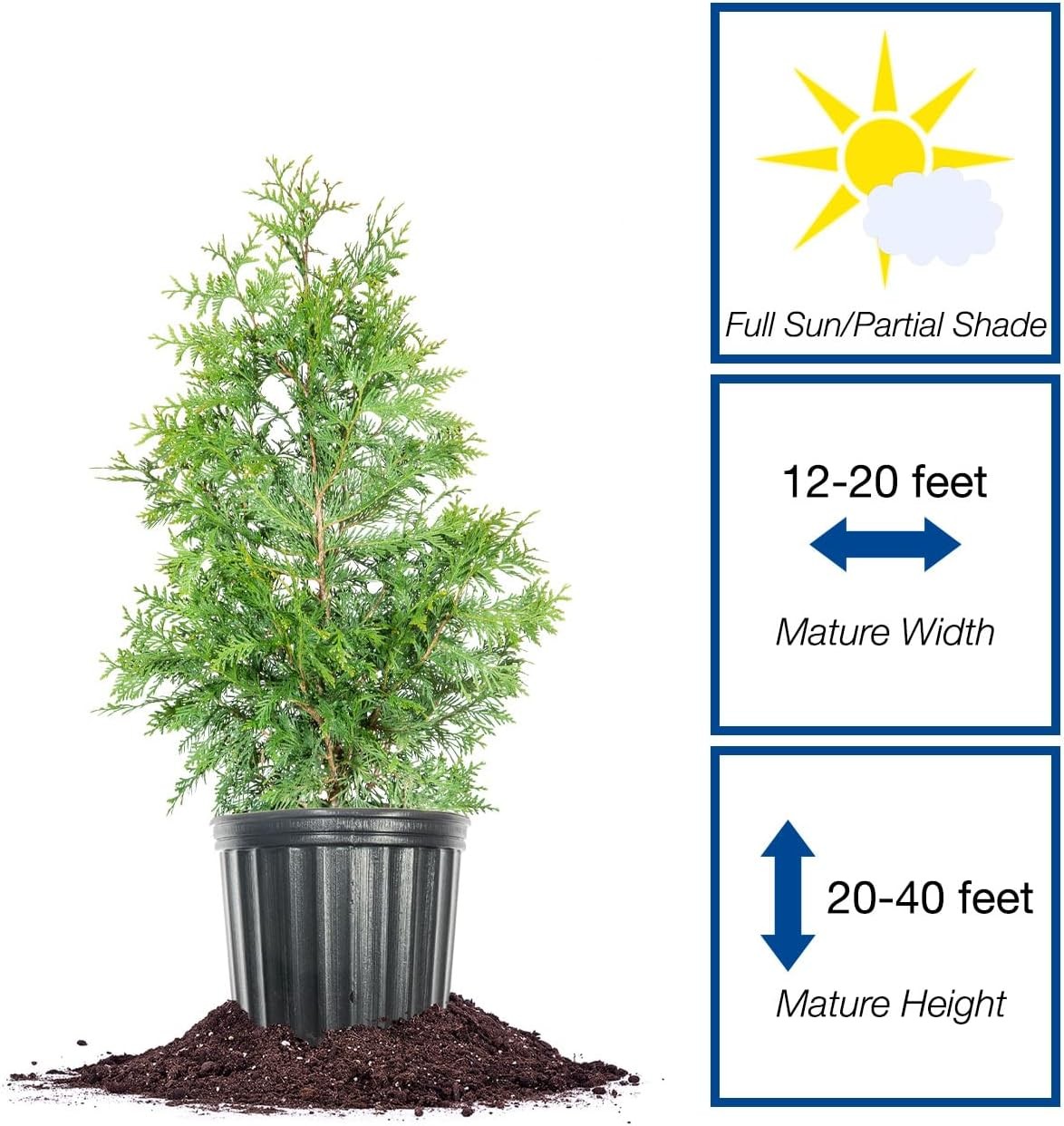 Perfect Plants Thuja Green Giant 3 Gallon | Live Evergreen Tree for Landscaping