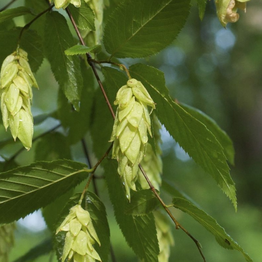 2 Live American Hornbeam Plant – 12” Tall – 4” Pot – Native Shade Tree