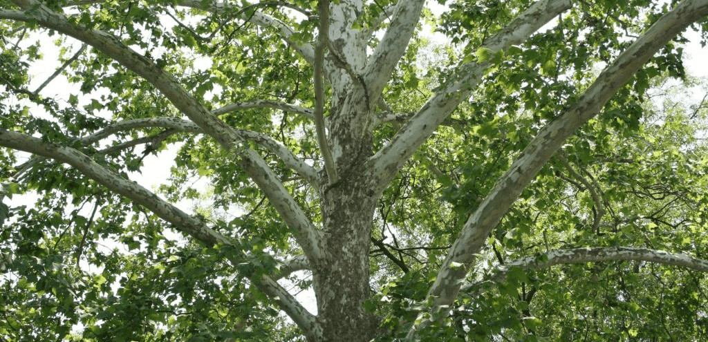 1 American Sycamore Tree 12-24″ Platanus occidentalis Bare Root