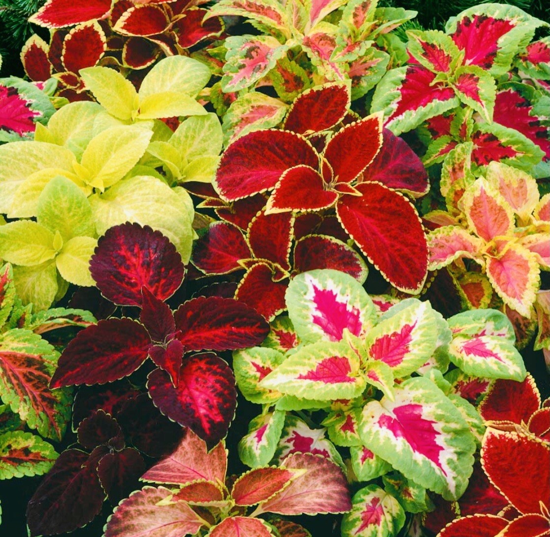 COLEUS RAINBOW MIX FLOWER SEEDS NON GMO FRESH HARVEST FREE SHIPPING