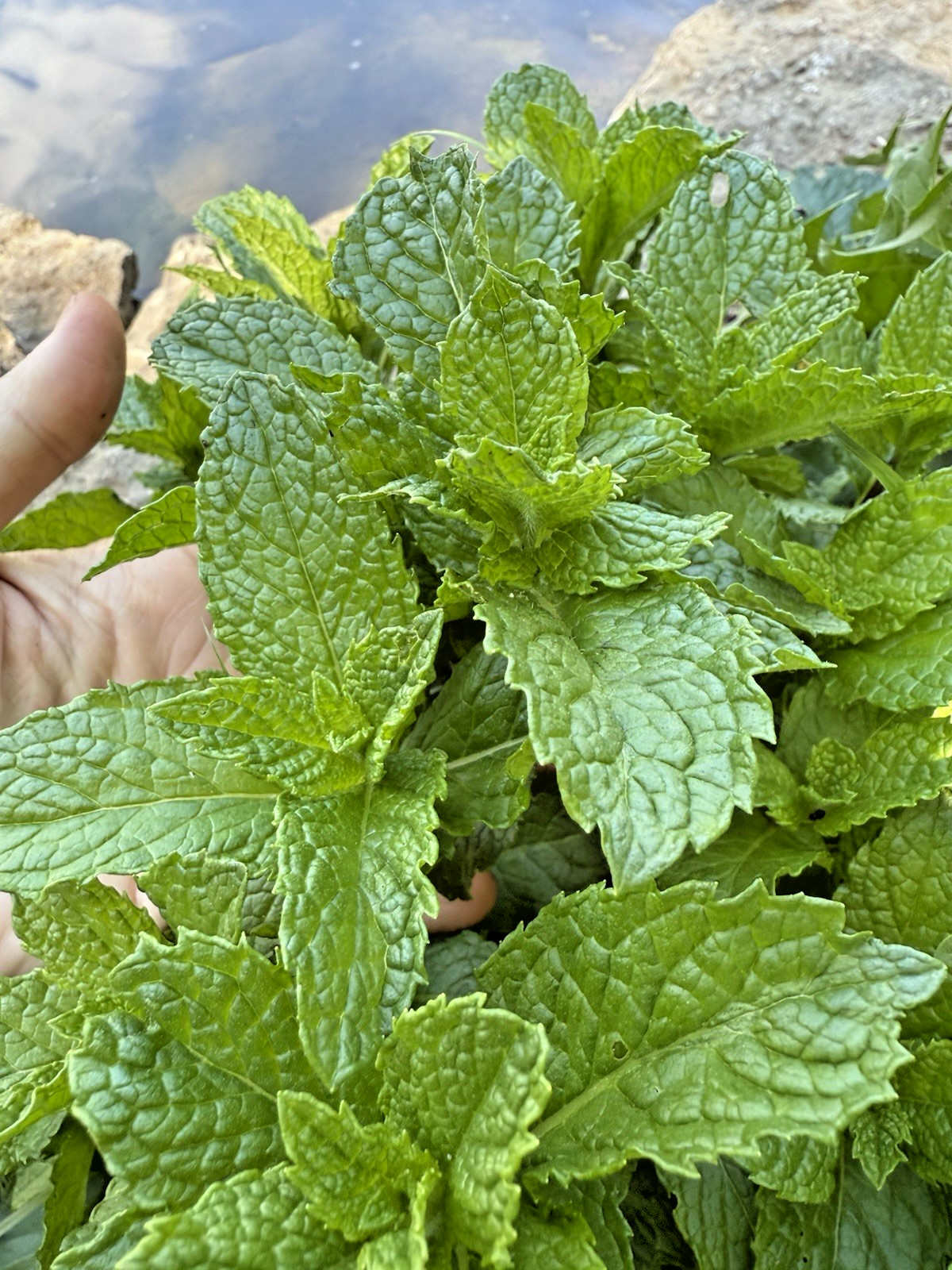 6+ Live Spearmint MINT Healthy Plants Fresh Culinary Herb Rooted Starter Plugs