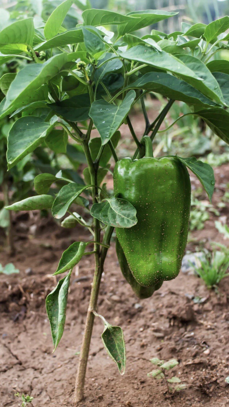 Emerald Giant Bell Pepper 20 Seeds – Large Sweet Green Peppers – Heirloom