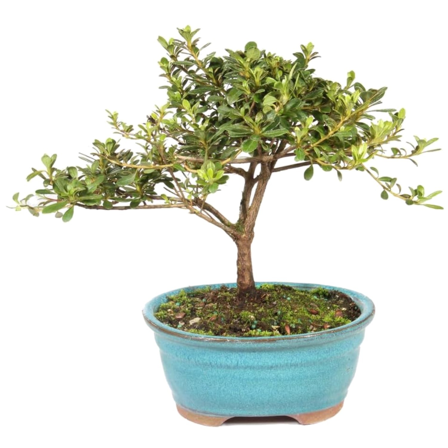 USA Grown Satsuki Azalea Bonsai – Ceramic Pot Included