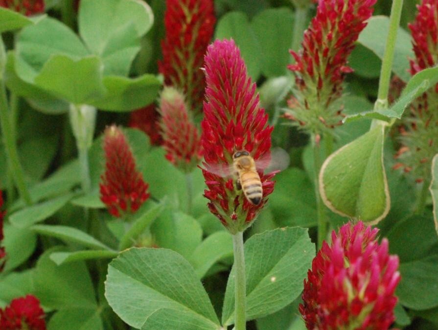 1200+ Clover CRIMSON RED SEEDS – Pollinator Food – Cover Crop – NON GMO — FRESH