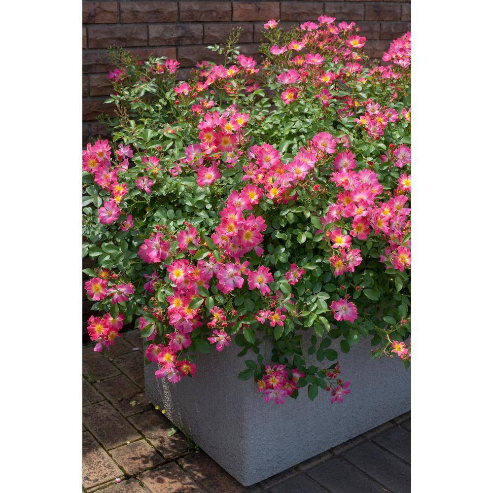 2 Gal. Pink Drift Rose Bush with Pink Flowers