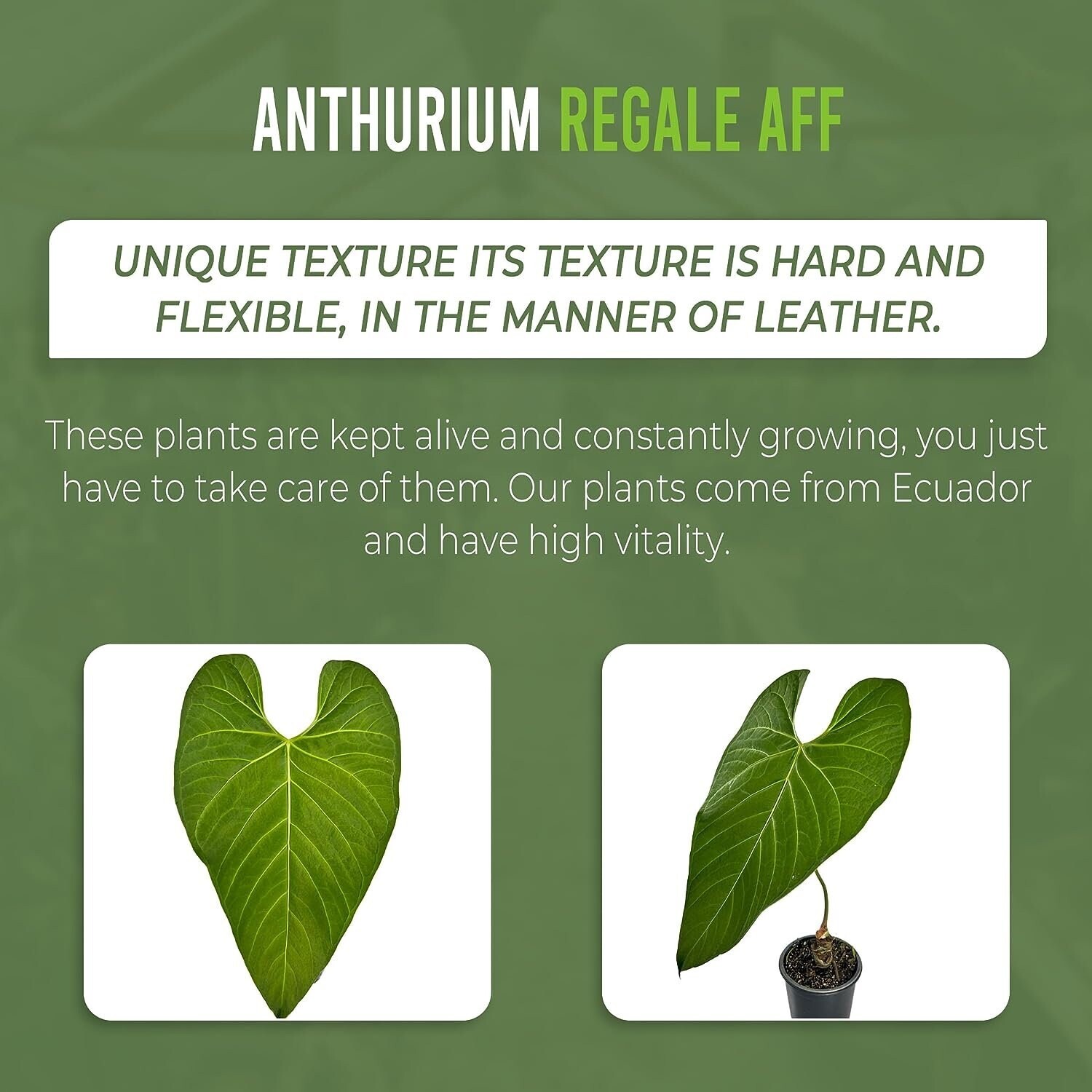 Anthurium Regale Aff by LEAL PLANTS ECUADOR |Green Live House Plant for Indoors