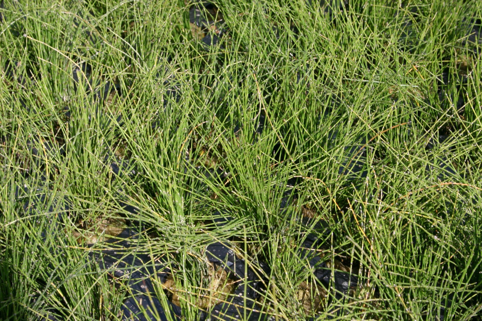 Live Dwarf Horsetail Rush Winter Hardy Aquatic Marginal Pond/Bog Plant