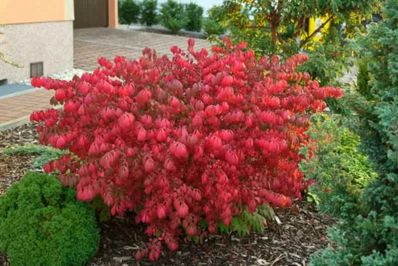 Dwarf Burning Bush Hardy Shrub (Euonymus alatus) 1 plant 4″ pot