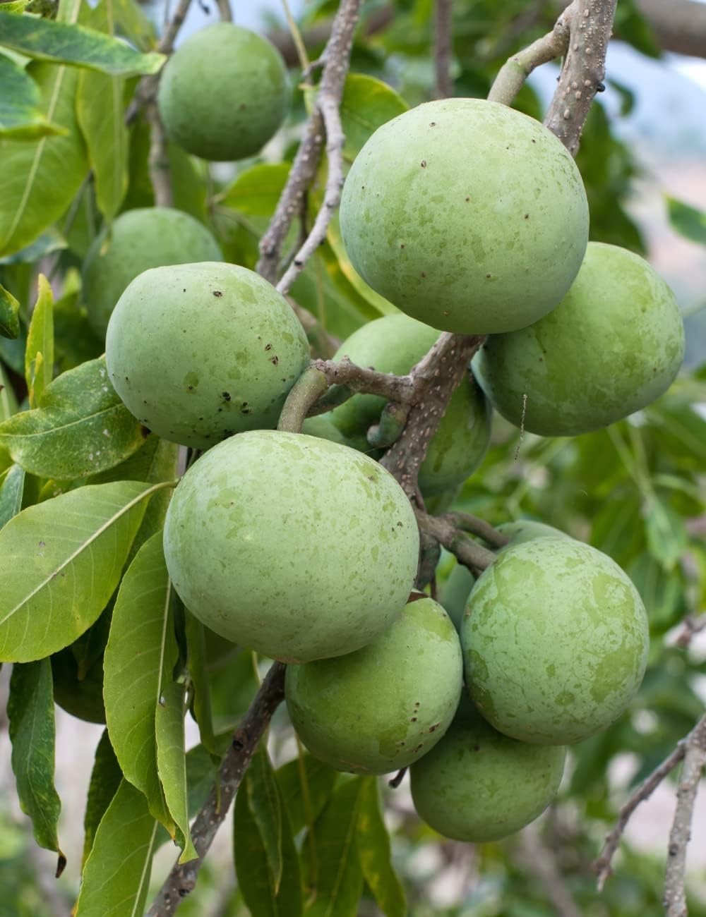 White Sapote Fruit Plant Tree – 8″ – 10″ (inches) Tall Fruit Tree Plant