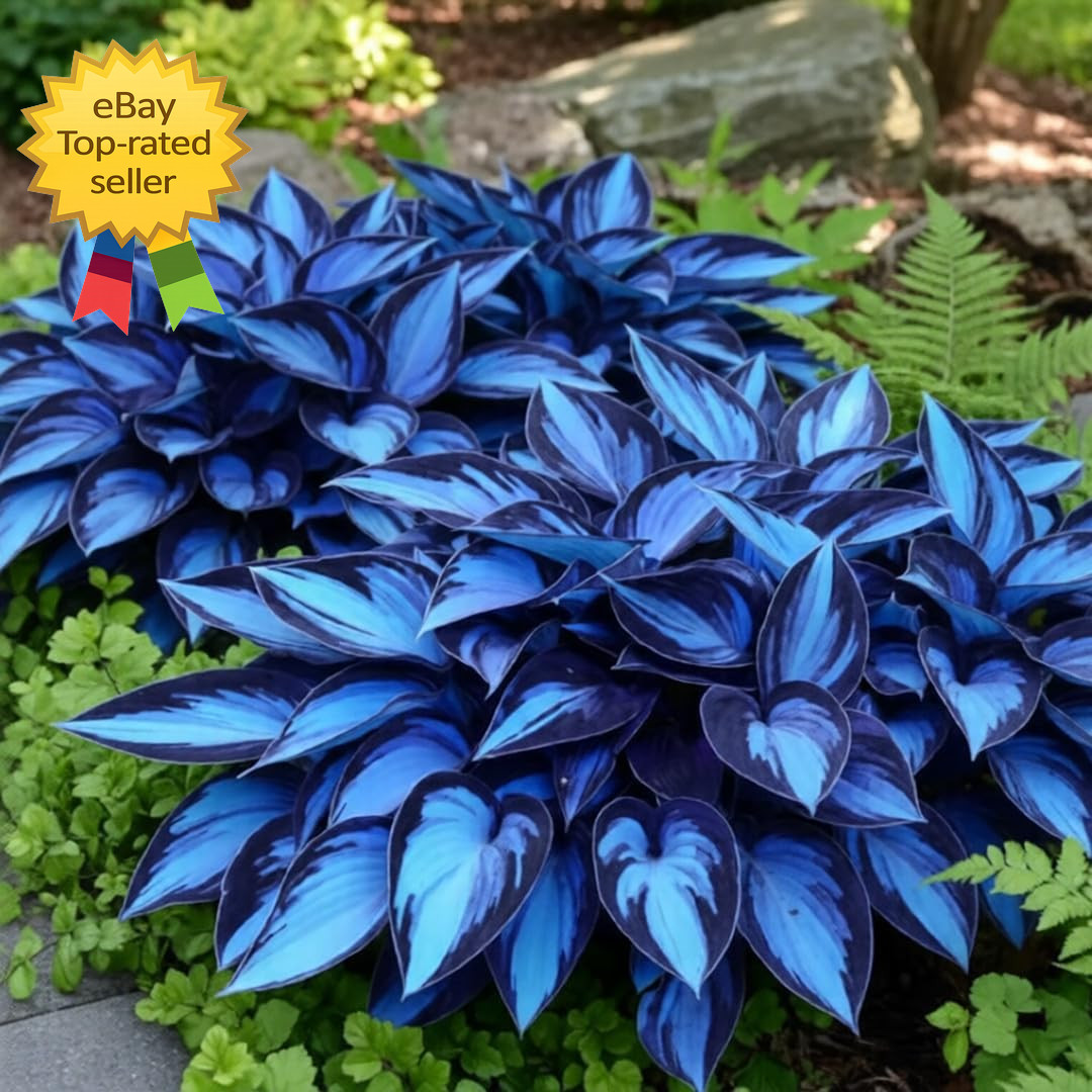 220 Hosta Seeds Perennial Shade Garden Plants Rare Low Maintenance Flower Seeds