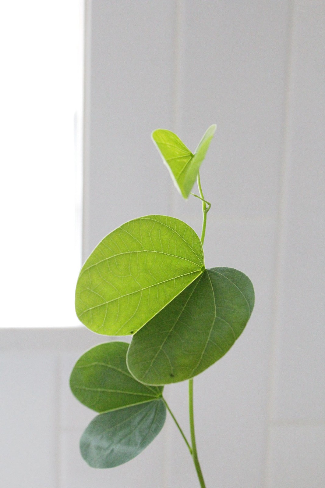 Orchid Tree – Flowering Garden Starter Tree
