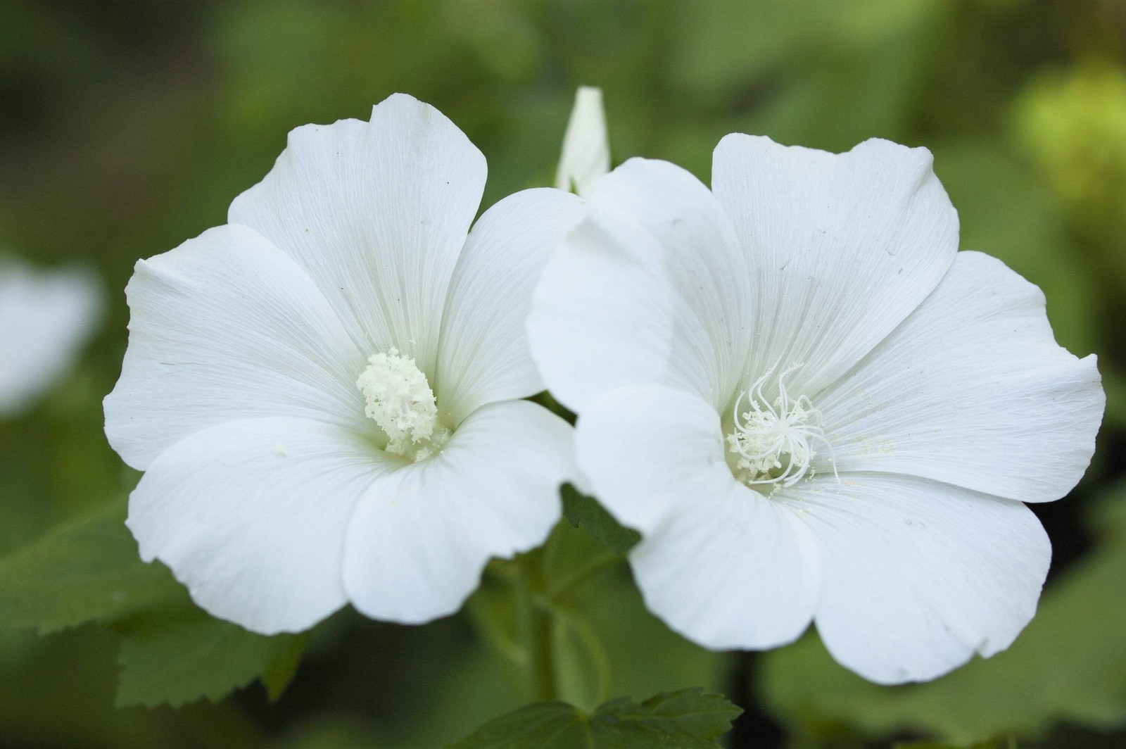 200 ROSE MALLOW (Bush Mallow) Hibiscus Lavatera Trimestris Flower Seeds