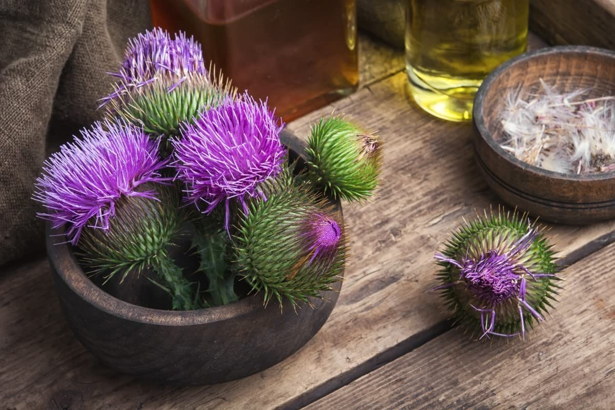 Milk Thistle Seeds – Non-GMO, Heirloom, Purple Variety for Health Benefits