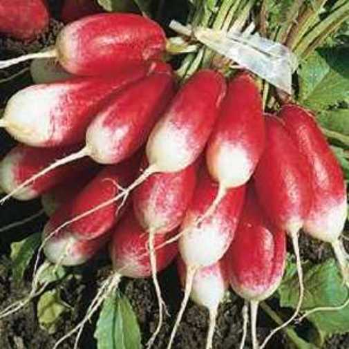 Direct Sow Food in 60 Days or Less 10000 + Seeds Heirloom OP Non GMO EASY GARDEN