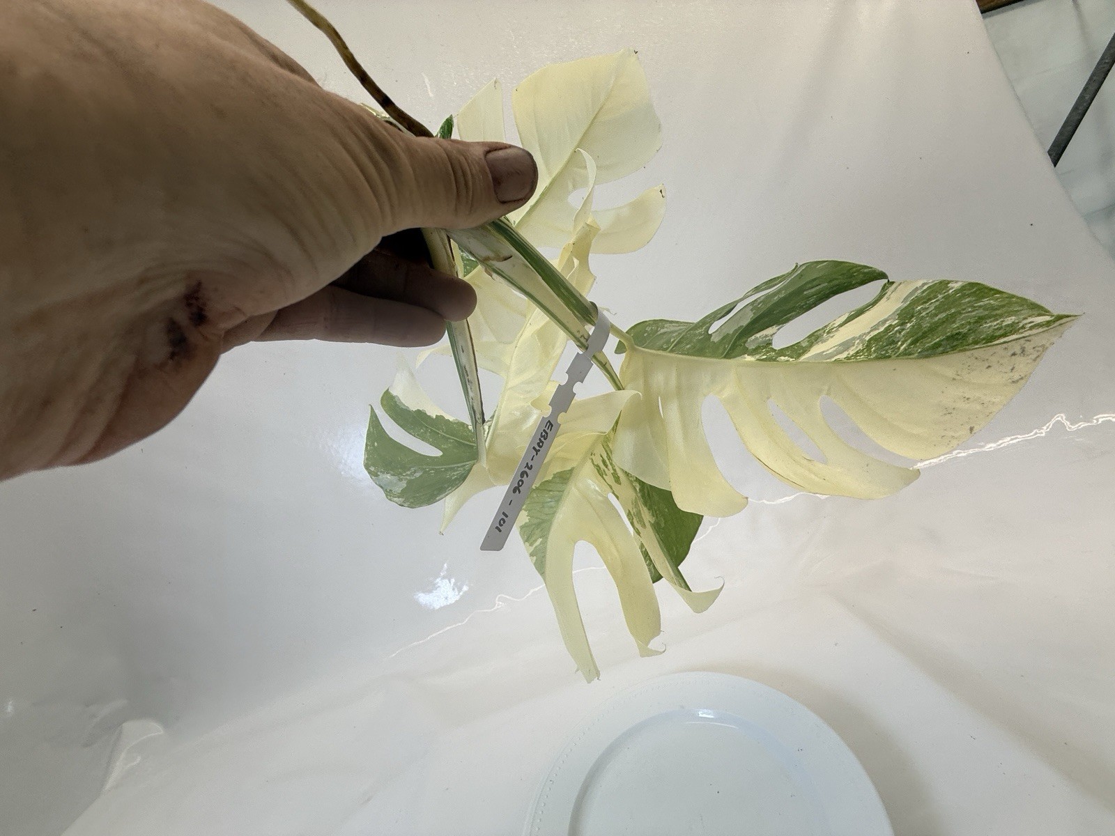 Monstera Albo top cutting EBAY-2606-101