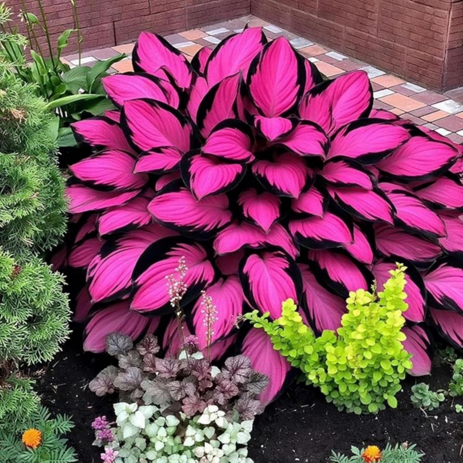 Wivolibe 200 Hosta Seeds Perennial Hosta Seeds For Planting Outdoor Garden