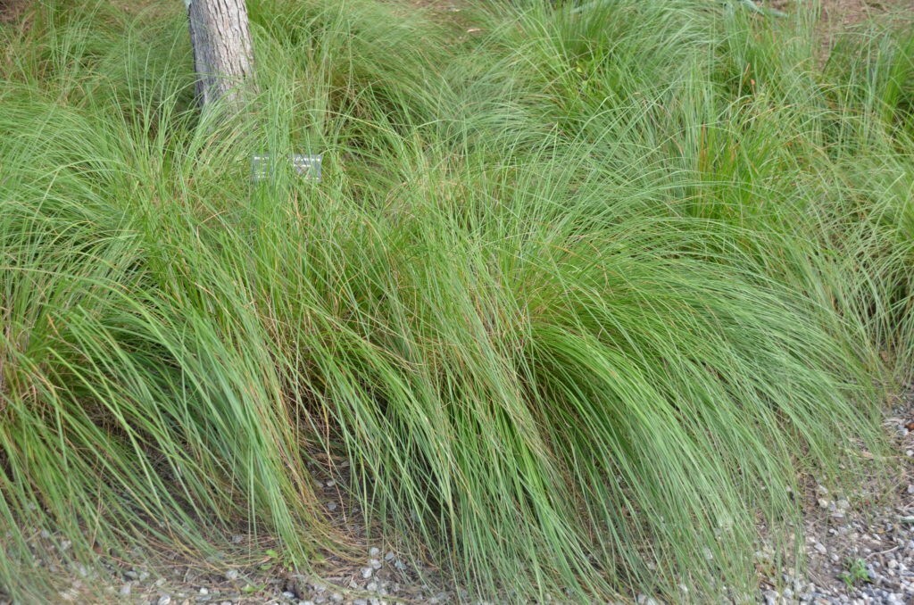 Premium Dropseed Rough Grass Seeds, Seeds for you to plant at home.