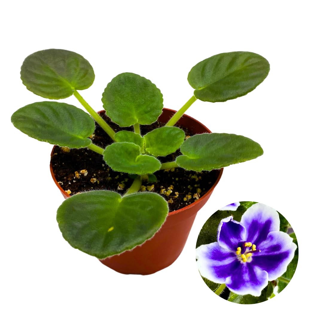 Harmony Foliage African Violet VaT Light in The Night 4 inch Blue Flower White E