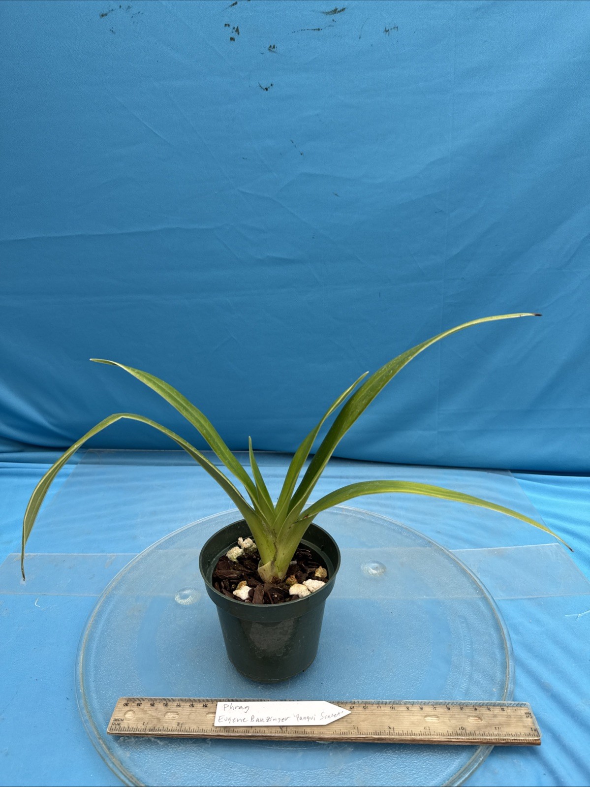 Phragmipedium Eugene Banzinger ‘Pangui Sunset’ Red Pink Orchid Hybrid 4” RePot