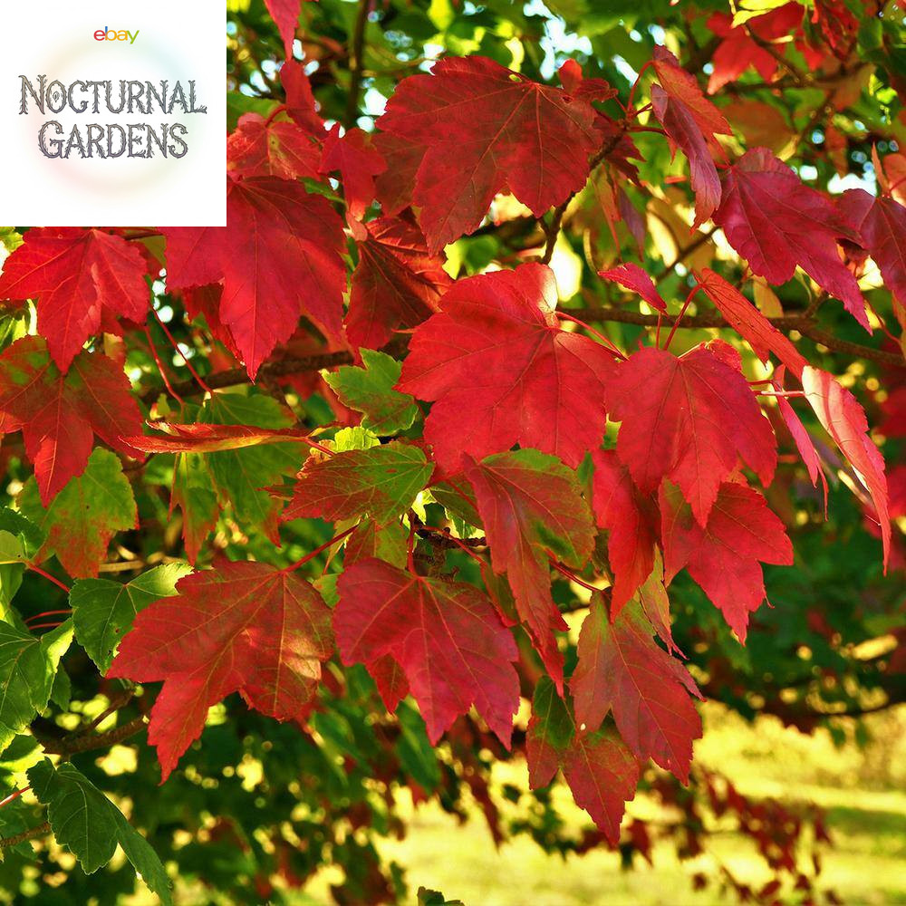 5 Gal. October Glory Maple Tree (2-Pack)