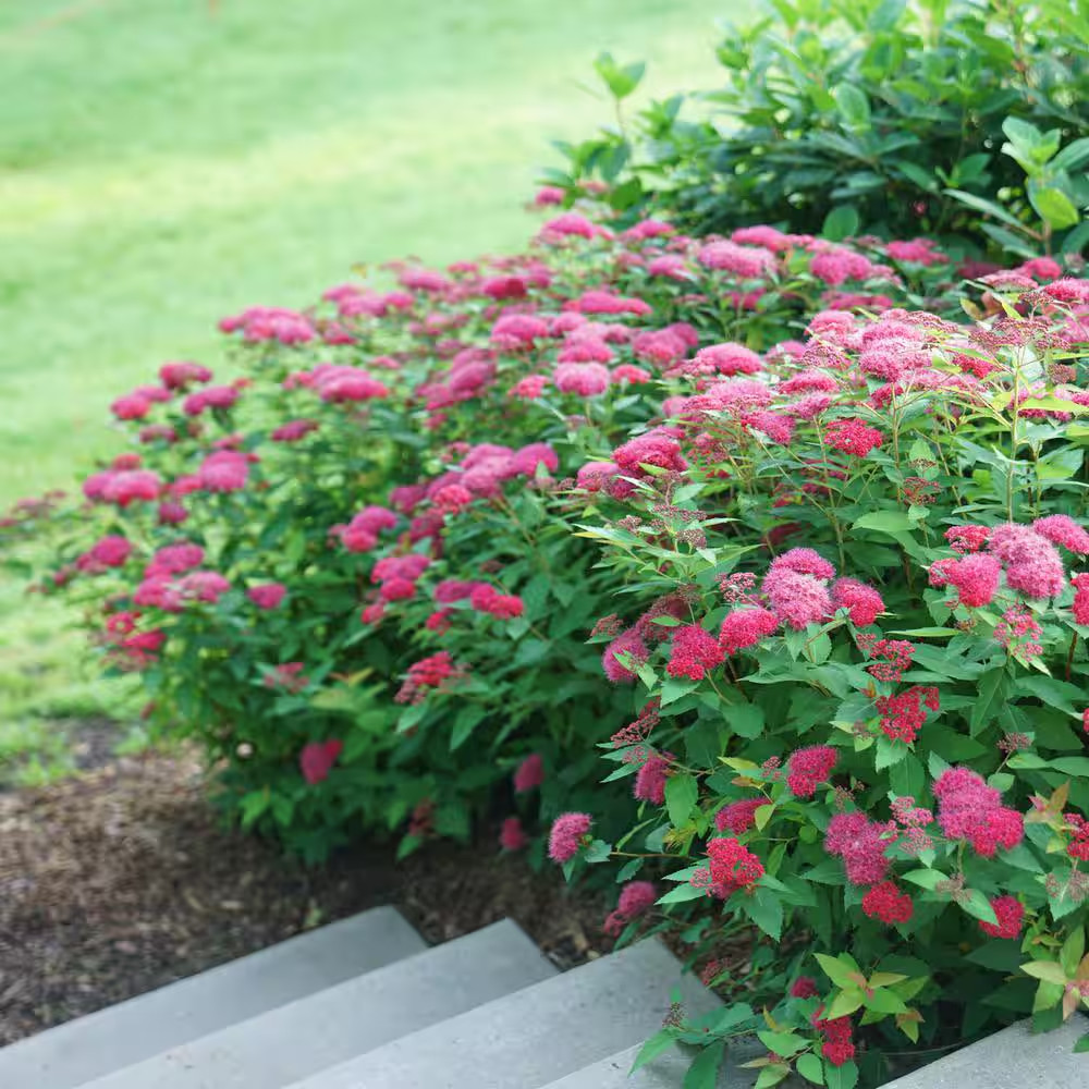 2 Gal. Double Play Doozie (Spirea) Live Shrub with Pink Flowers