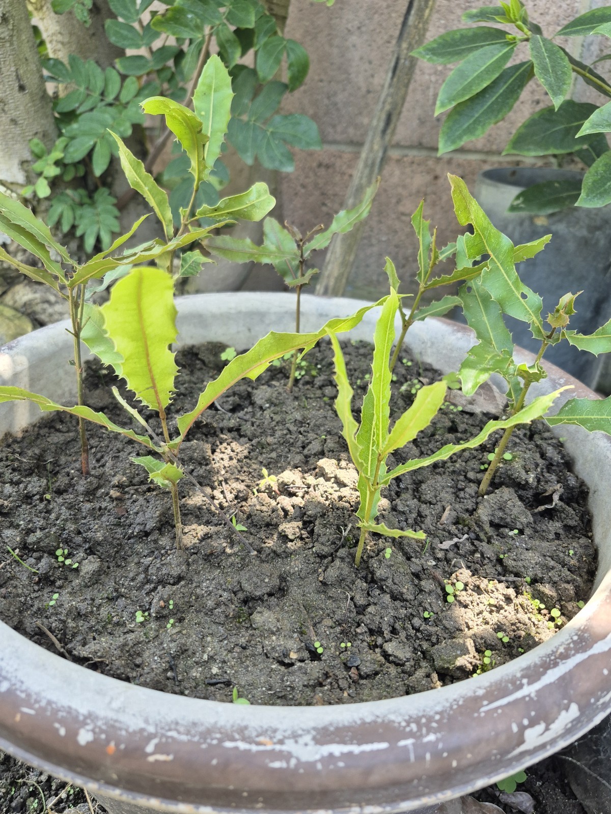 2 Macadamia Nut Tree Seedlings “Macadamia Integrifolia”