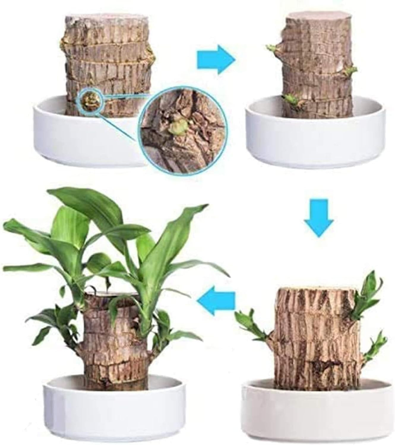 Lucky Brazilian Wood Plant Lucky Fortune Hydroponic Corn Plant Dracaena Fragrans