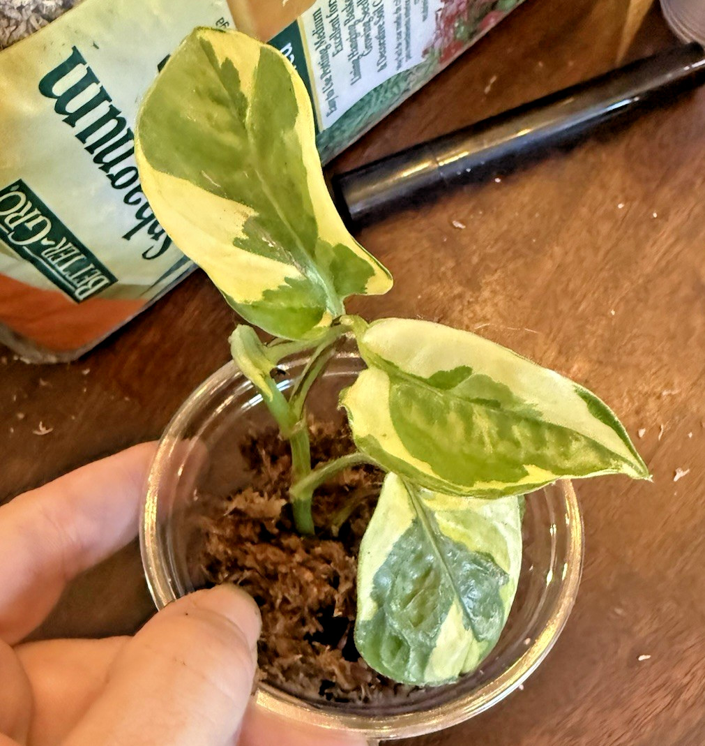 Lizard Queen Pothos 3 Node 3 Leaf Cutting – Rooting in Moss Gorgeous Variegation