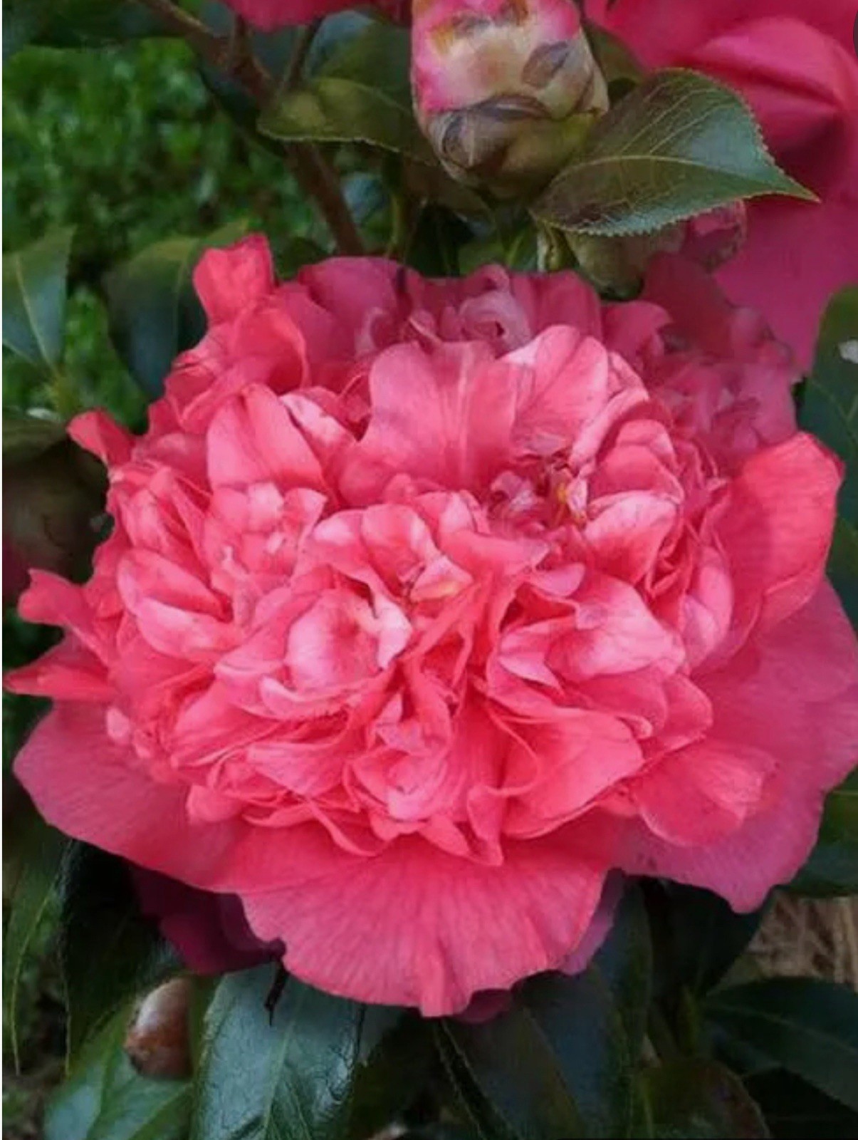 Kumasaka ~~Camellia Japonica–Live STARTER Plant–VERY UNIQUE BLOOMS!