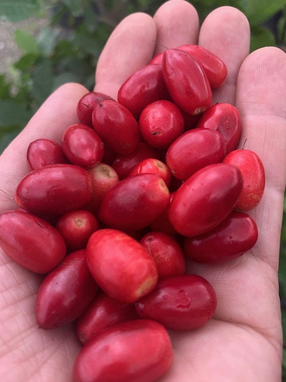 Miracle Berries by Snozzberry Farm | 175 berry halves | 1 Ounce (Pack of 1)