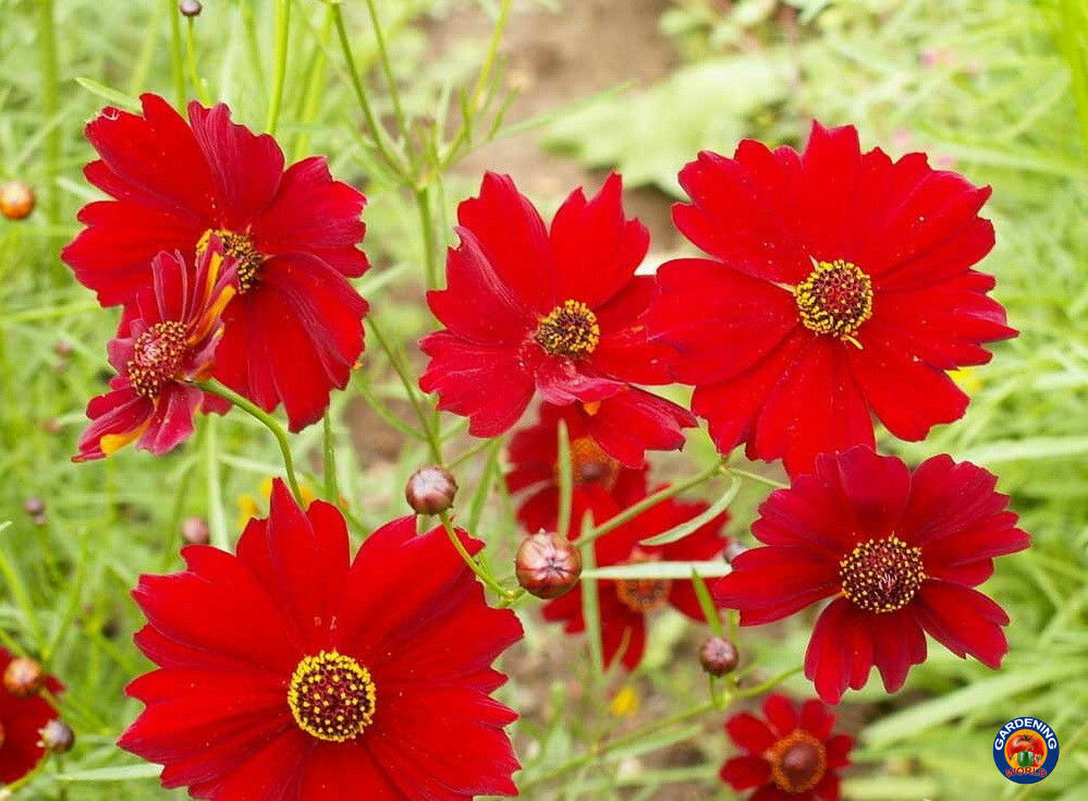 Red Dwarf Plains Coreopsis Tinctoria Wildflower Seeds (500 to 100,000 SEEDS)