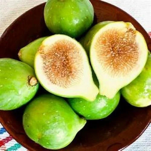 Kadota~Fig Tree Live Starter Plant ~Ficus carica~ Made Newtons Cookies Famous